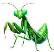 Hình ảnh Một Con Bọ Ngựa Màu Xanh Lá Cây Có đôi Mắt To PNG , Một Con Bọ Ngựa Màu Xanh Lá Cây Có đôi Mắt To PNG , Vị Trí