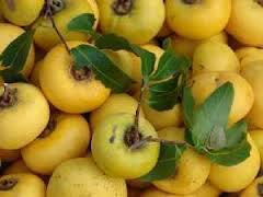 Image result for c�y thị