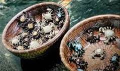 HAI CHIẾC GIỎ CUA --- Một cu chuyện ngụ ngn kinh điển kể ...