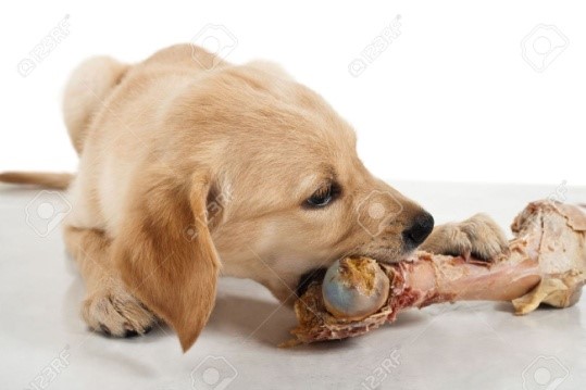 http://previews.123rf.com/images/redshooter/redshooter0908/redshooter090800009/5355986-Golden-retriever-puppy-chewing-a-large-bone-Stock-Photo-dog-bone-eating.jpg