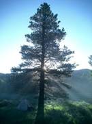 pine_tree_med