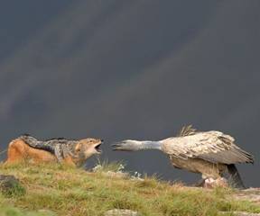 منتخبعکسهای دیدنی پرندگان 2010http://bamazeh.com