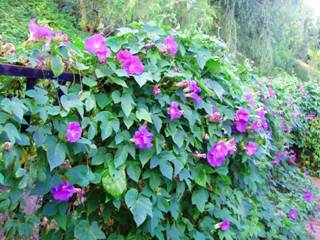 C:\ChanhMinh-Backup\Chanh Documents\Hoa Tim Lien chup\P1010194.JPG